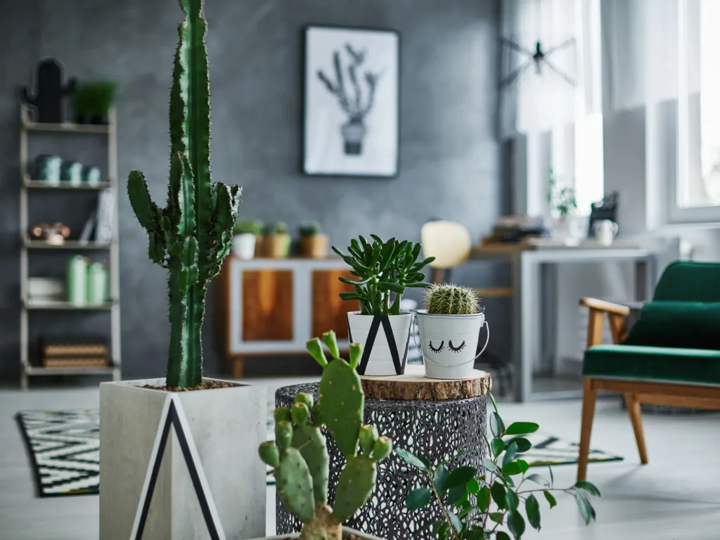 Cactus