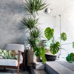 Dracena