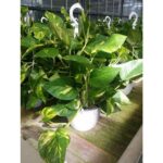 Pothos