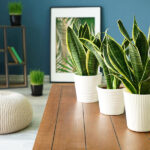 Sansevieria